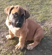 Boerboel štěně