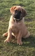 Boerboel štěně