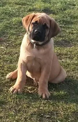 Boerboel štěně