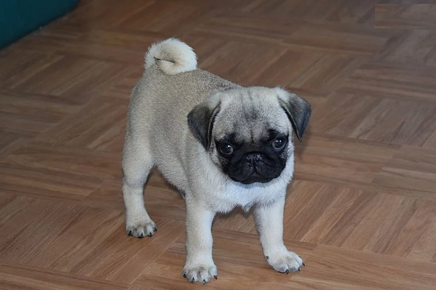 Krásná Mops štěňata s pp