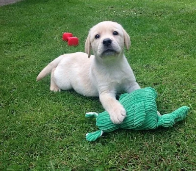 Labradorský retriever s PP