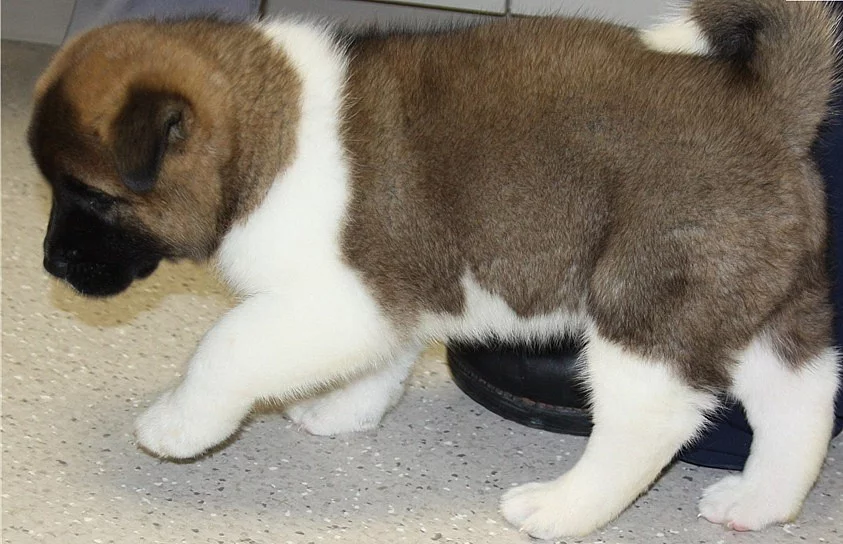 Akita štěňata s PP