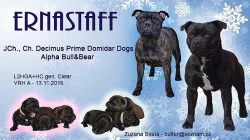 Stafordšírský bulteriér s PP - CHS Ernastaff - Archie