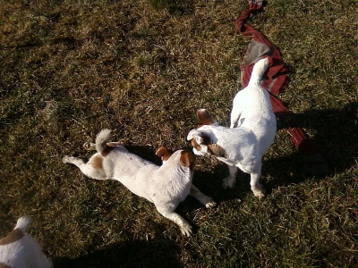 jack russel terier fenka