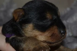 Australský teriér - štěňátka