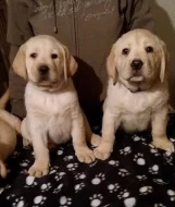 Štěňátka labradorského retrivra s PP