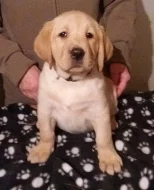 Štěňátka labradorského retrivra s PP