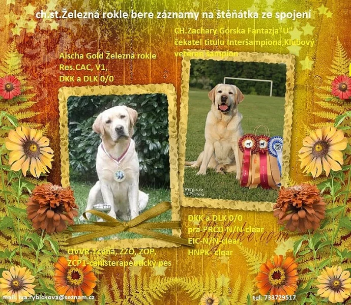 Štěňátka labradorského retrivra s PP