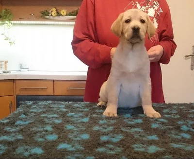 Štěňátka labradorského retrivra s PP