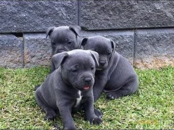 Americký stafordšírský terier s pp