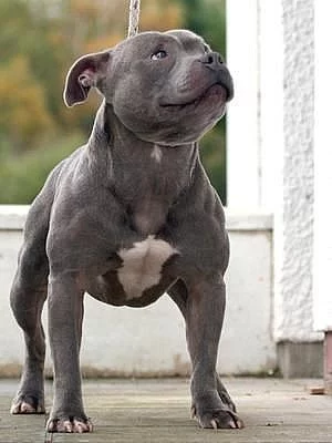 Americký stafordšírský terier s pp