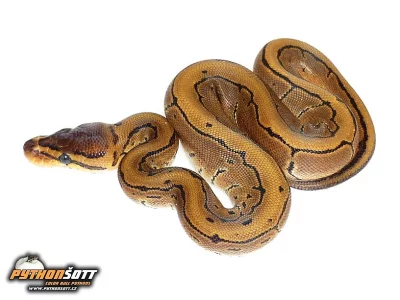 Python regius - odchov 2016