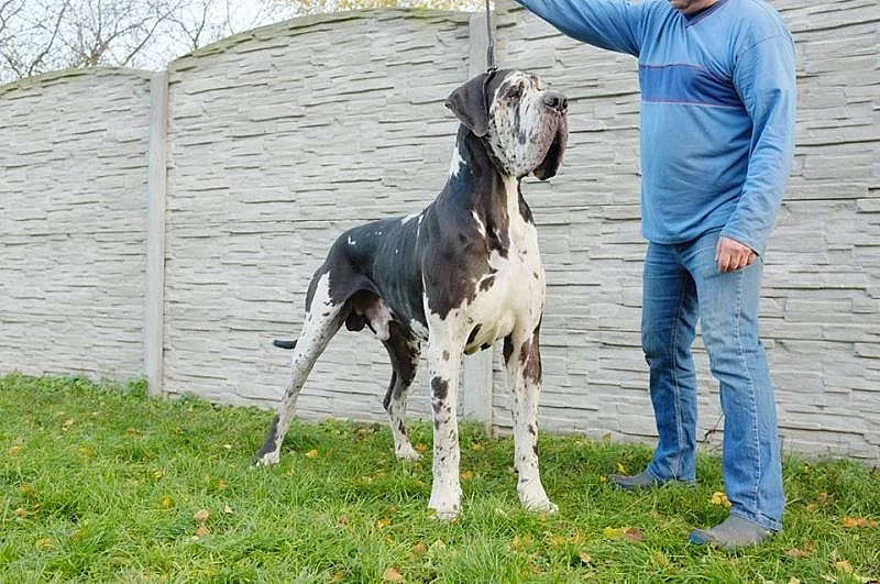Německá doga černá, skvrnitá, merle