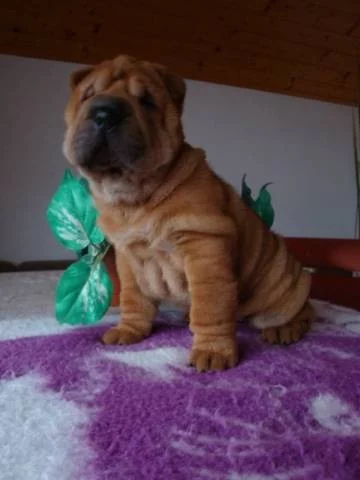 Šarpej, Shar-pei