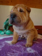 Šarpej, Shar-pei