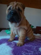 Šarpej, Shar-pei