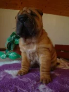 Šarpej, Shar-pei