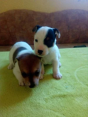 JACK RUSSEL PRAHA