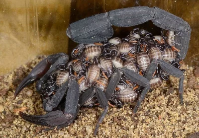 Štír jantarový (Rhopalurus junceus)
