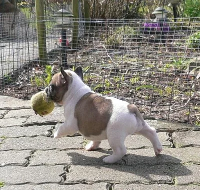 Francouzský buldoček FAWN