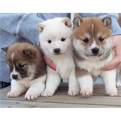 Shiba Inu s PP