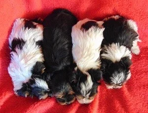 Biewer yorkshire terrier - štěňátka s PP