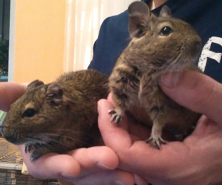 Prodám 4 mláďata osmáka Degu
