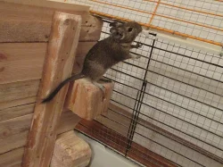 Prodám 4 mláďata osmáka Degu