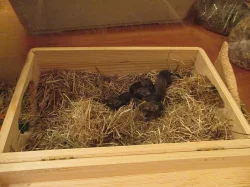 Prodám 4 mláďata osmáka Degu