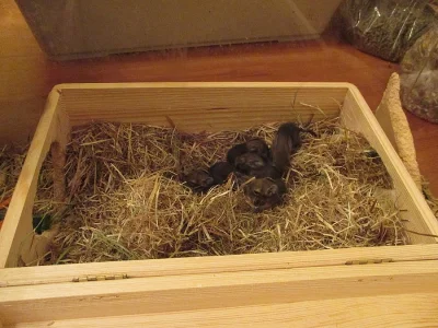 Prodám 4 mláďata osmáka Degu