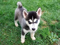 Sibiřský husky na prodej