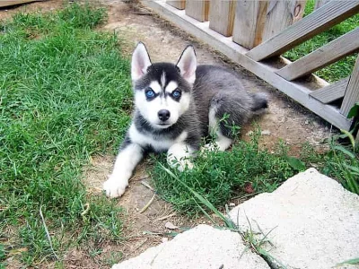 Sibiřský husky na prodej