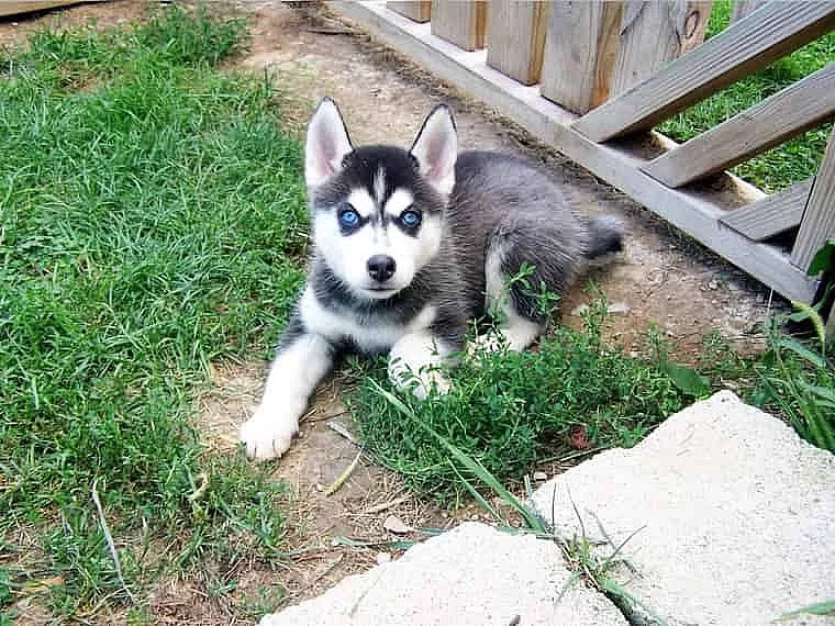 Sibiřský husky na prodej