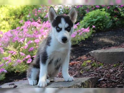 Sibiřský Husky