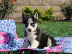 Sibiřský Husky