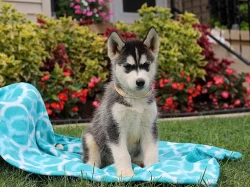 Sibiřský Husky