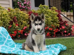Sibiřský Husky