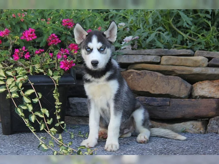 Sibiřský Husky