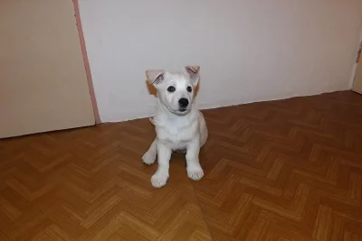 Daruji štěně