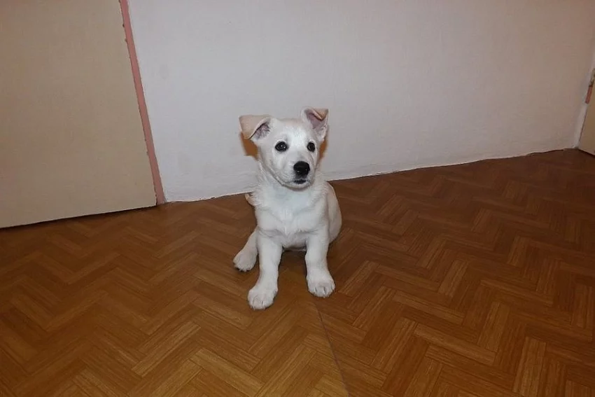 Daruji štěně
