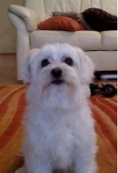 Maltezáček ke Krytí