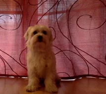 Maltezáček ke Krytí