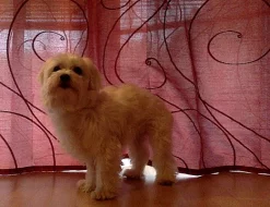 Maltezáček ke Krytí