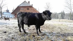 Dexter, miniskot, minikrávy