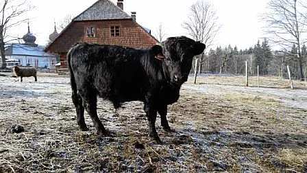 Dexter, miniskot, minikrávy