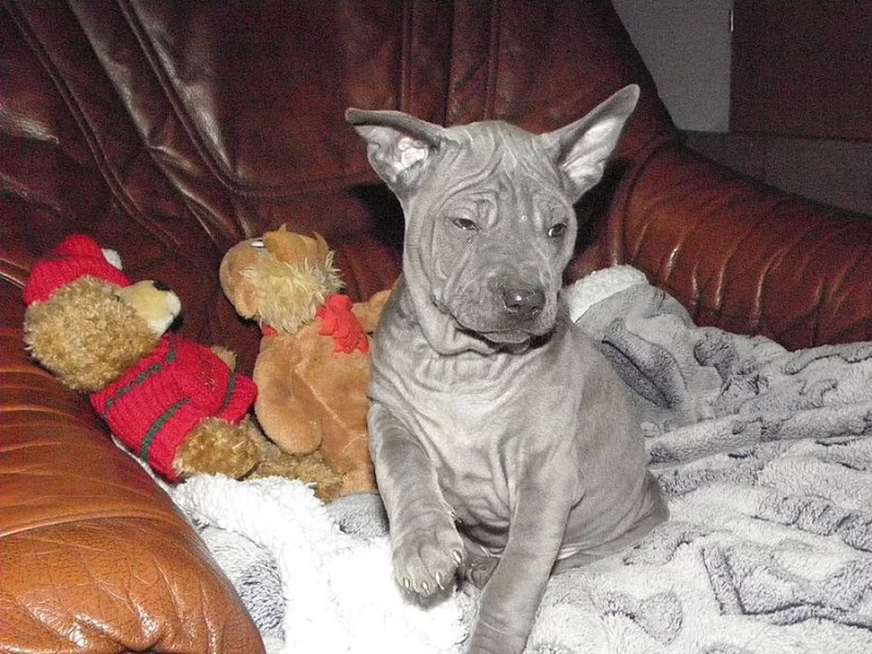 Thajský ridgeback modrý