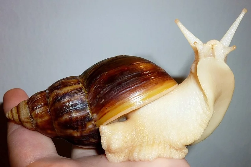 Achatina Achatina-Albín
