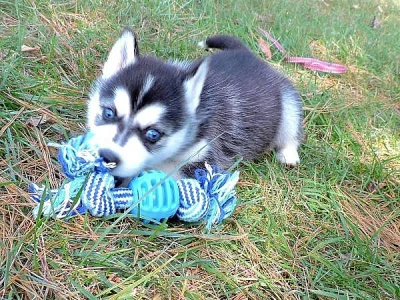 čistokrevná sibiřský husky štěňata.
