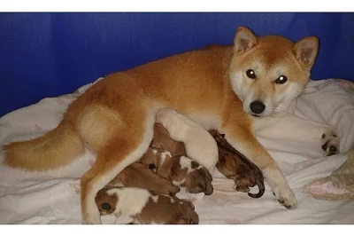 Shiba Inu štěňátka s PP