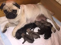 Mops štěňátka s PP